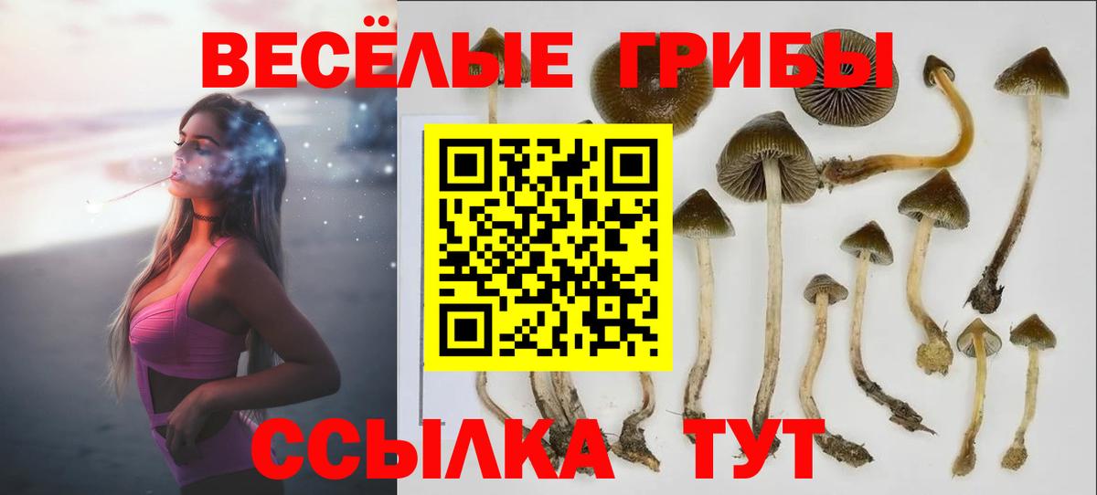 Галлюциногенные грибы Psilocybe Ставрополь